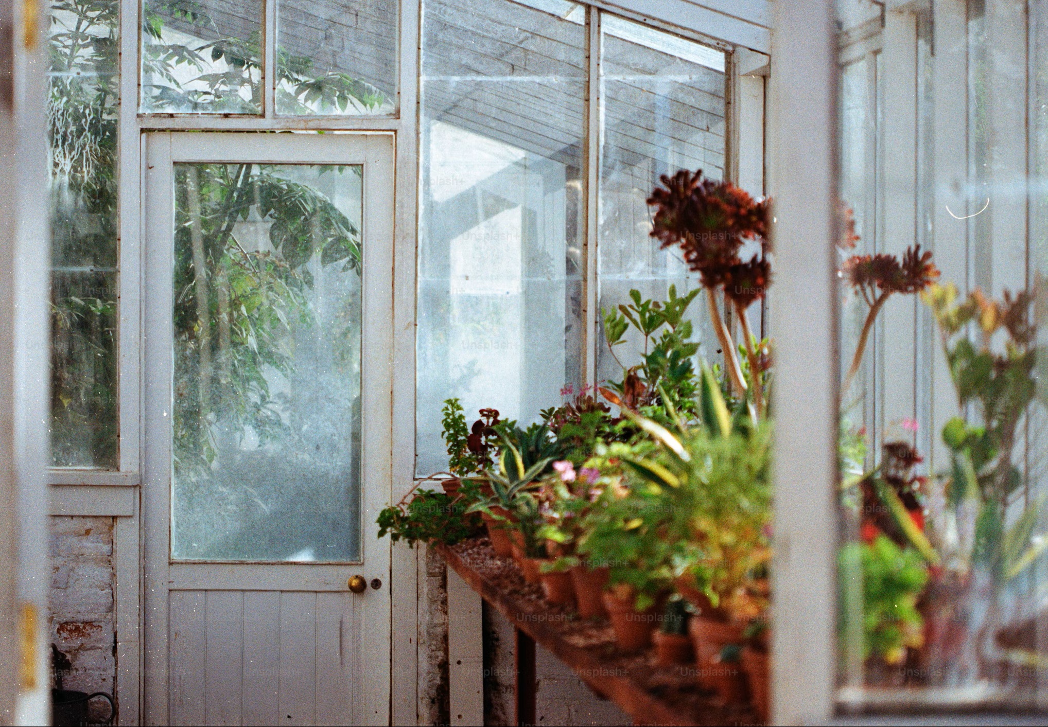 Hidroponía para principiantes: empieza a cultivar sin tierra en casa
