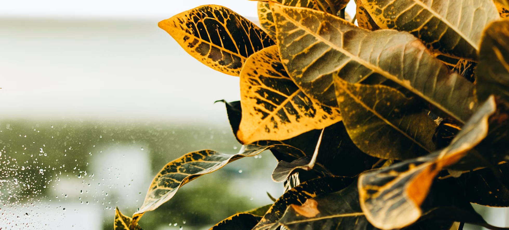 Hojas amarillas en hidroponía: causas y soluciones
