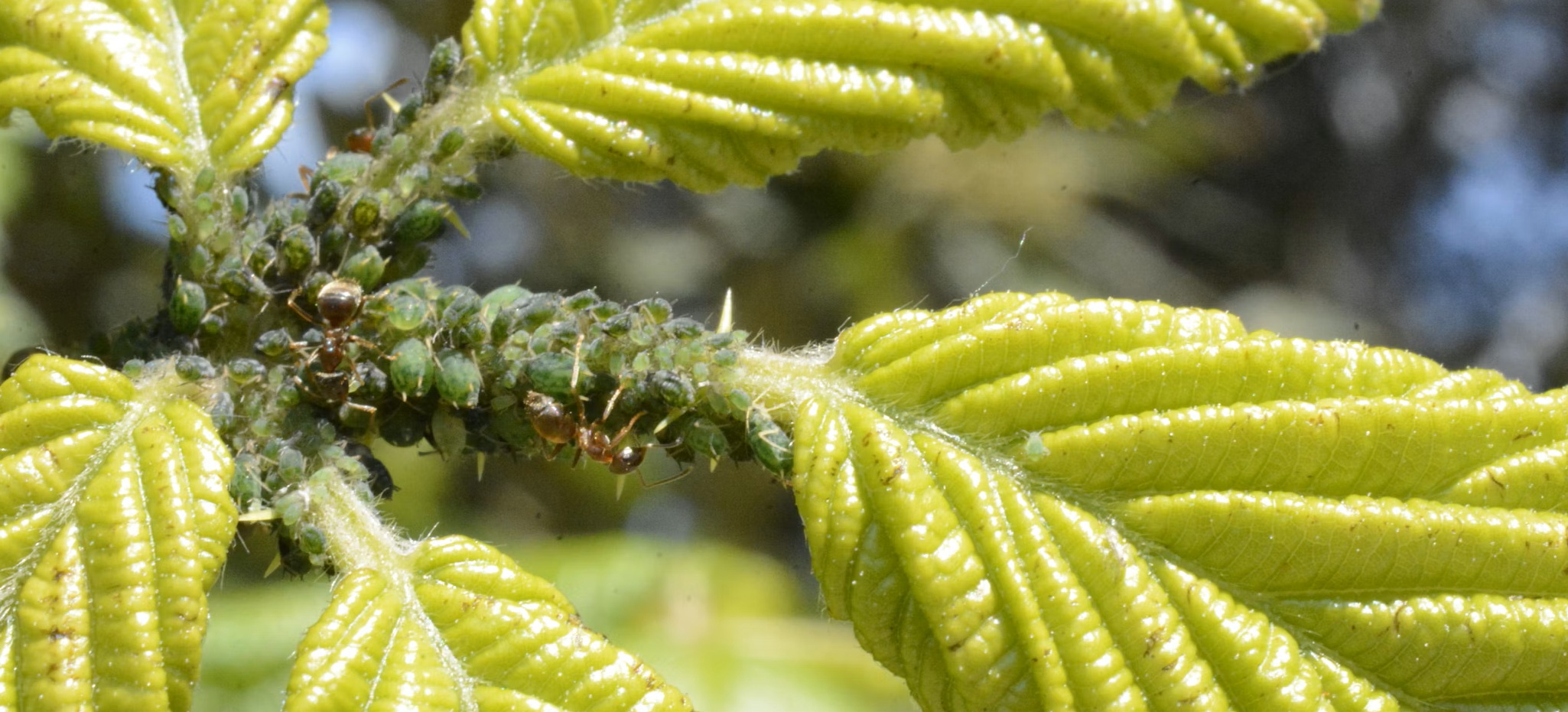 Plagas en hidroponía: cómo identificarlas y eliminarlas sin químicos agresivos