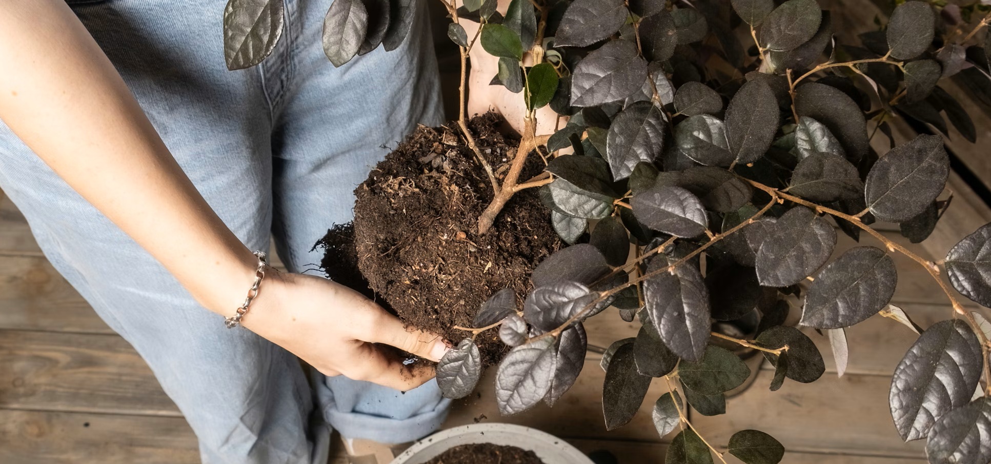 Raíces marrones en hidroponía: qué significa y cómo actuar